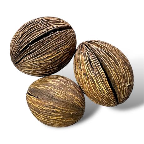 Exotic Pets Mintolla Balls