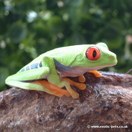 Red Eyed Tree Frog