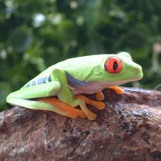 Red Eyed Tree Frog (Agalychnis callidryas)