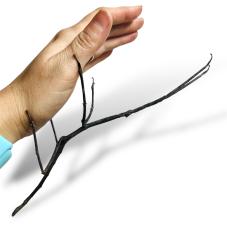 Giant Jianfengling Stick Insect (Tirachoidea jianfenglingensis)