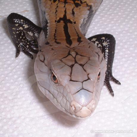 Grown on Blue Tongue Skink