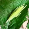 Leaf Mimic Katydid - (CB) Nymph