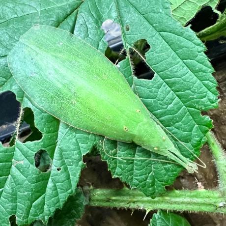 Leaf Mimic Katydid
