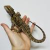 Bearded Dragon - Normal (CB24) FEMALE Juvenile