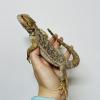 Bearded Dragon - Normal slight nipped tail (CB24) FEMALE Juvenile
