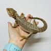 Bearded Dragon - Normal slight nipped tail (CB24) MALE Juvenile