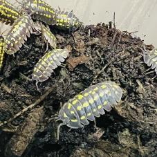 Giant Yellow Spotted Isopods
