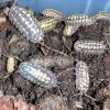 Giant Yellow Spotted Isopods - Pack of 10