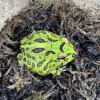 Cranwell's Horned Frog - Green (CB25) No.1