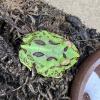 Cranwell's Horned Frog - Green (CB25) No.2