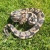 Royal Python or Ball Python - Yellow Belly (CB23) FEMALE 620g No.3