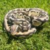 Royal Python or Ball Python - Pastel (CB23) MALE 875g No.1