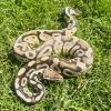 Royal Python or Ball Python - Pastel Yellow Belly (CB23) MALE 550g No.2