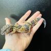 Leopard Gecko - Normal/Wild Type (CB24) Juvenile FEMALE No.2