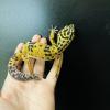 Leopard Gecko - Normal/Wild Type (CB24) Juvenile FEMALE No.3