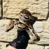 Common Boa Constrictor - Normal (CB24) MALE No.3 Food: Small Weaner Rats