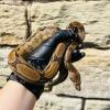 Common Boa Constrictor - Normal (CB24) FEMALE No.9 Food: Small Weaner Rats