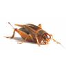 Live Silent Brown Crickets - 4th Medium (12-18mm) Approx 100 per Tub