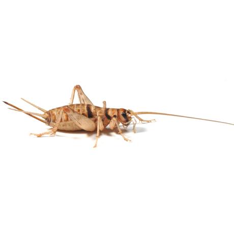 Live Banded Brown Crickets