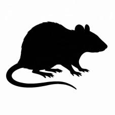 Frozen Rats (Frozen reptile food)