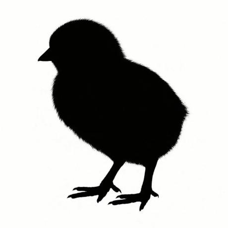 Frozen Day Old Chicks