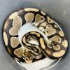 Royal Python or Ball Python - Normal/Wild Type (CB20) 1075g MALE No.07