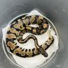 Royal Python or Ball Python - Normal/Wild Type (CB24) 430g MALE No.2