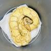 Royal Python or Ball Python - Banana (CB21) 735g MALE No.6