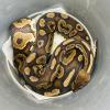Royal Python or Ball Python - Cinnamon (CB20) 1345g FEMALE No.5
