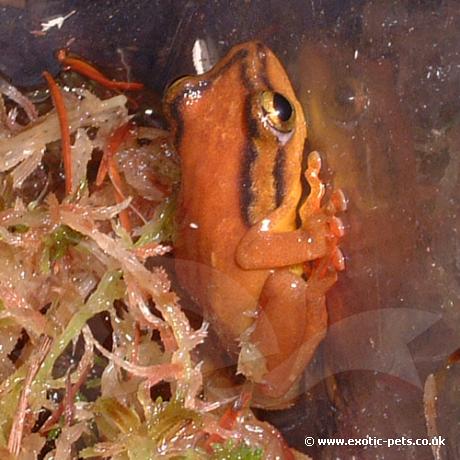 Parkers Reed Frog