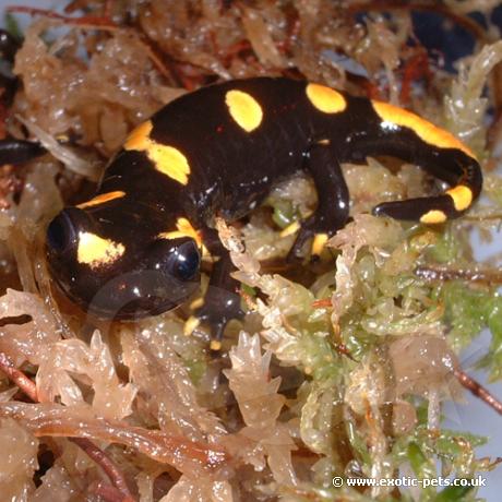 Smiling Fire Salamander