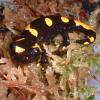 Smiling Fire Salamander photo