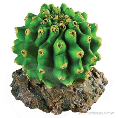 Rep Style Cactus