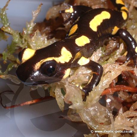 Fire Salamander looking for crickets