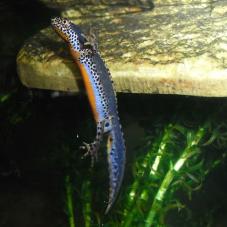 Alpine Newt