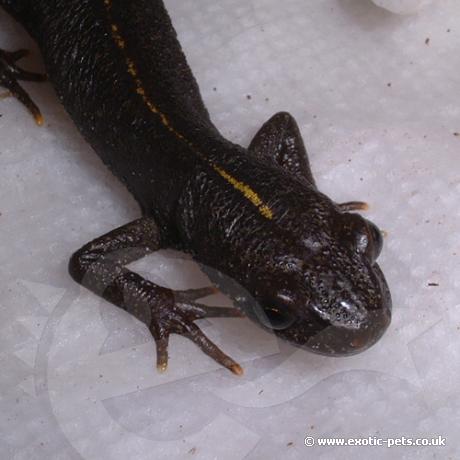 Italian Crested Newt Resting