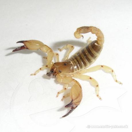 Israeli Gold Scorpion