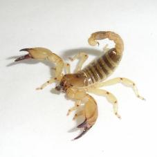 Israeli Gold Scorpion (Scorpio maurus)