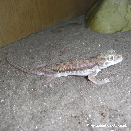 Petries Gecko