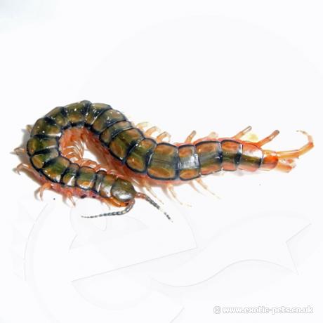 Egyptian Centipede