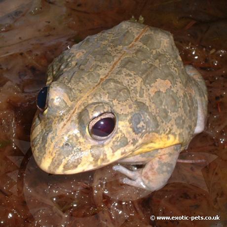 African Bullfrog waiting for prey