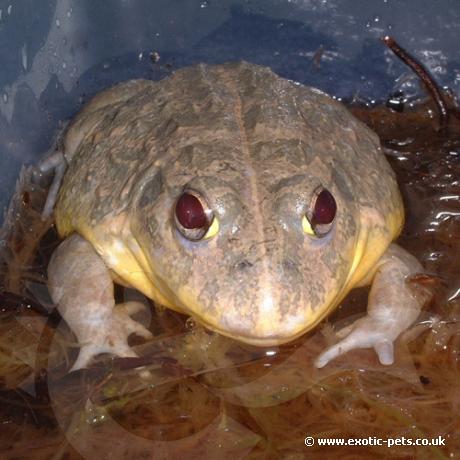 African Bullfrog smiling