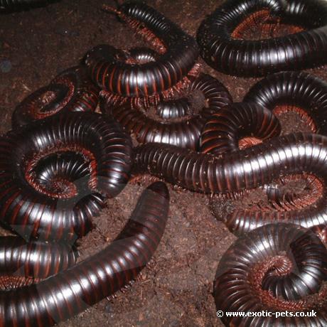 Lots of Giant African Black Millipedes