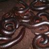 Lots of Giant African Black Millipedes photo