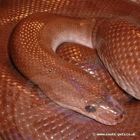 Adult female Columbian Rainbow Boa