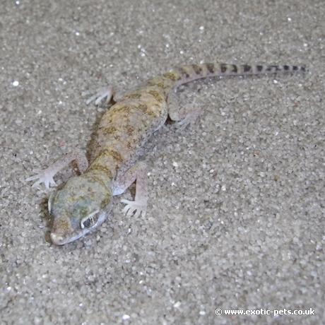 Slevins Sand Gecko