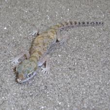 Slevins Sand Gecko (Stenodactylus slevini)