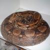 Common Boa expecting babies photo