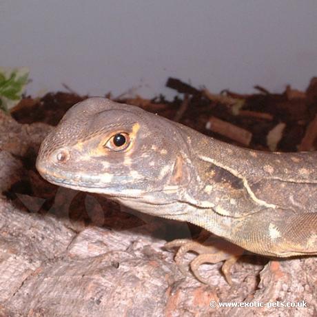 Red Butterfly Lizard posing