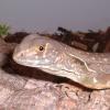 Red Butterfly Lizard posing photo